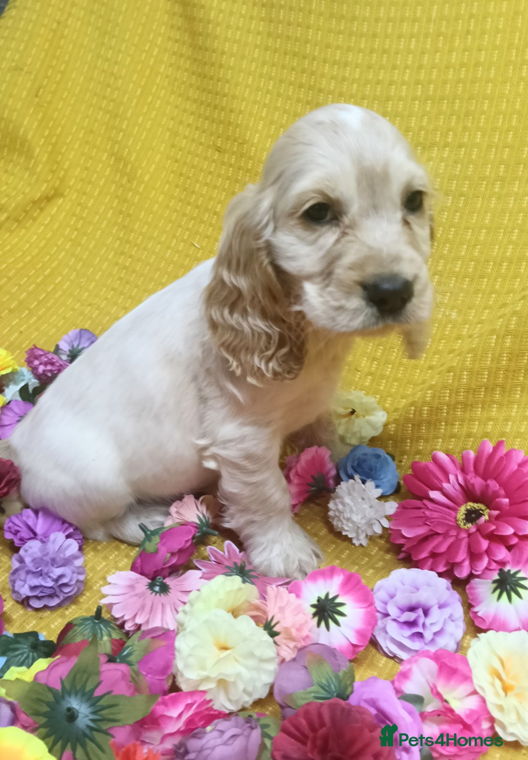 Cocker Spaniel dogs for sale: ❤️Adorable Quality Show Type Cocker Spaniels 🩵 - Image 17