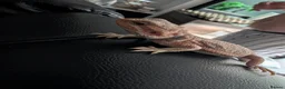 Bearded Dragon reptiles for sale: Reduced for good homes  - Advert 2