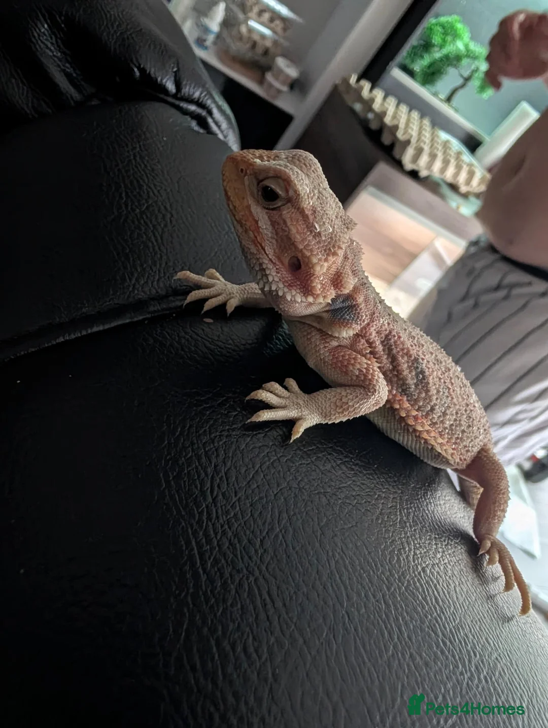 Bearded Dragon reptiles for sale: Reduced for good homes  - Advert 2