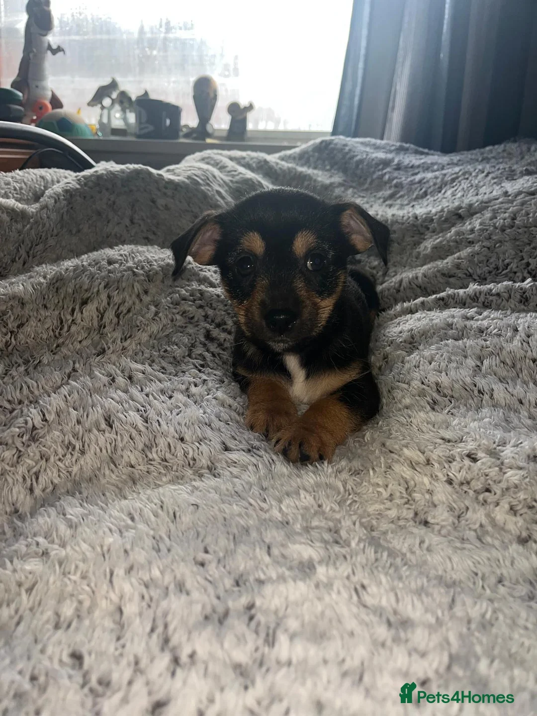 Chipoo dogs for sale: Gorgeous jackawawa puppies  - Advert 5