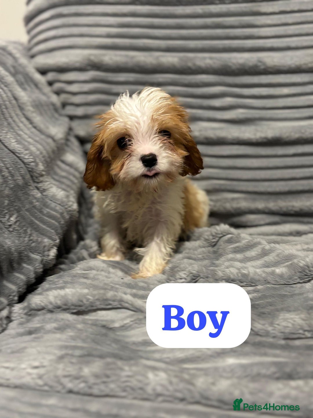 Cavapoo dogs for sale: Cavapoo - Advert 3