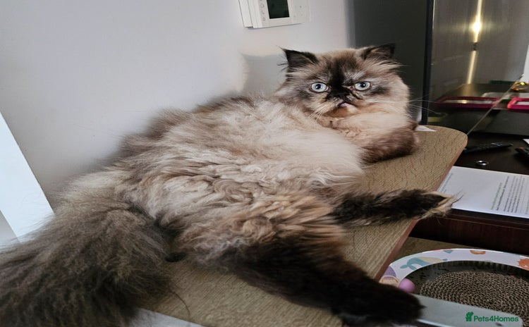 Persian cats - Advert 6