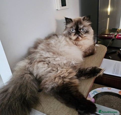 Persian cats - Advert 9