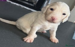 Cockapoo dogs for sale: 🌈 Outstanding rainbow Cockapoo Puppies 🐶 - Image 3