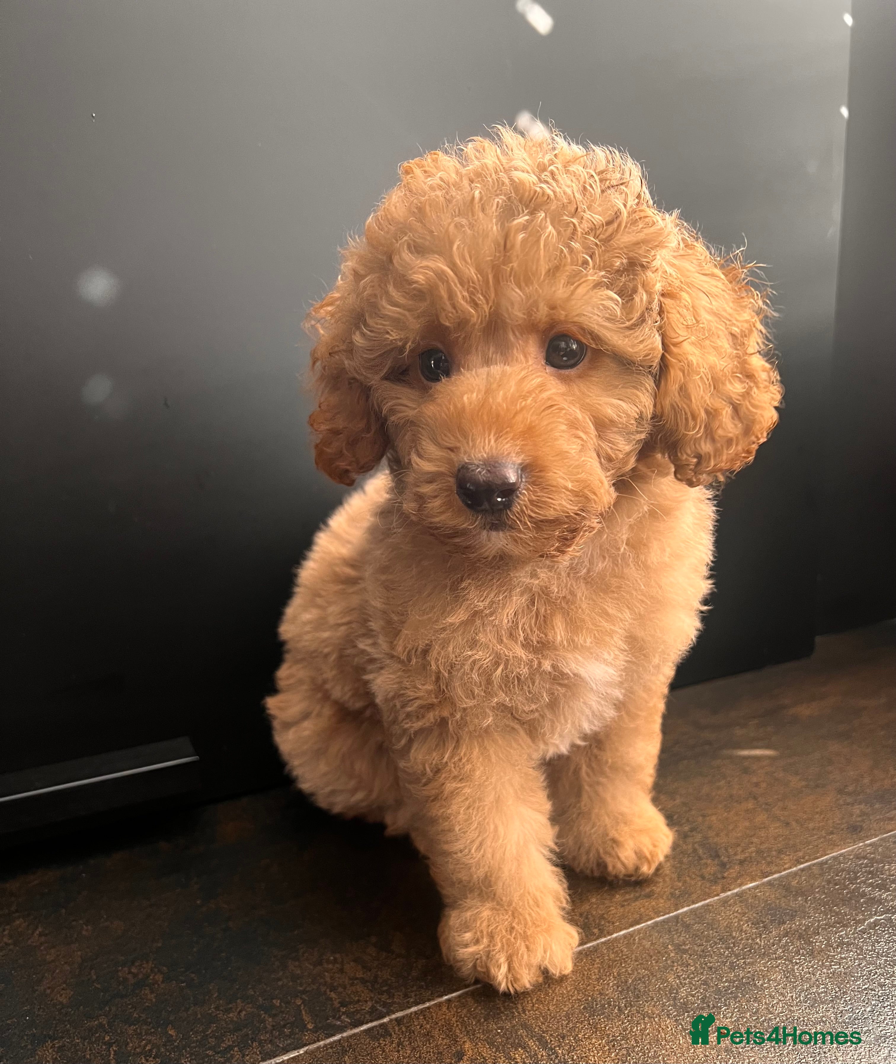 Toy Poodle dogs  Beautiful  Poodle Boy Ready for a Loving Home♥️ - Advert 17