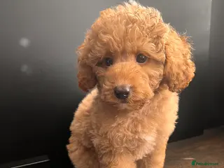 Toy Poodle dogs Beautiful Poodle Boy Ready for a Loving Home♥️ - Advert 17