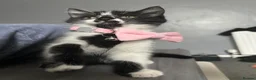 Domestic Shorthair cats for sale: 2 Kittens For Sale!  - Advert 6
