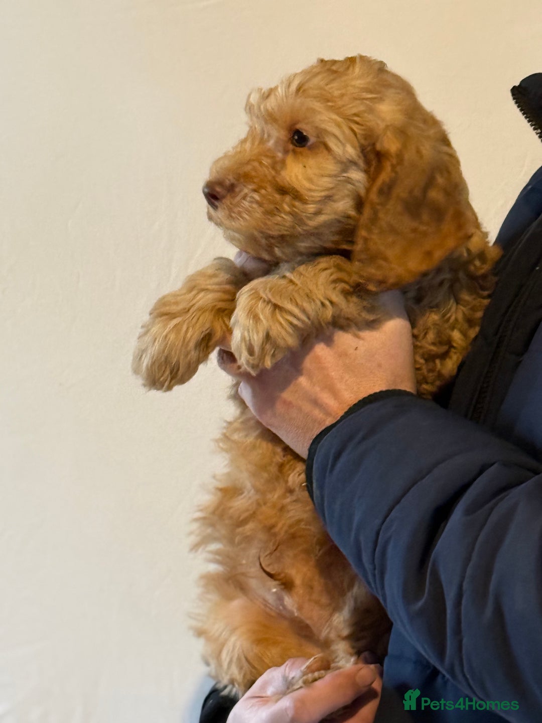 Cockapoo dogs for sale: F1 standard Cockapoo’s  - Advert 10