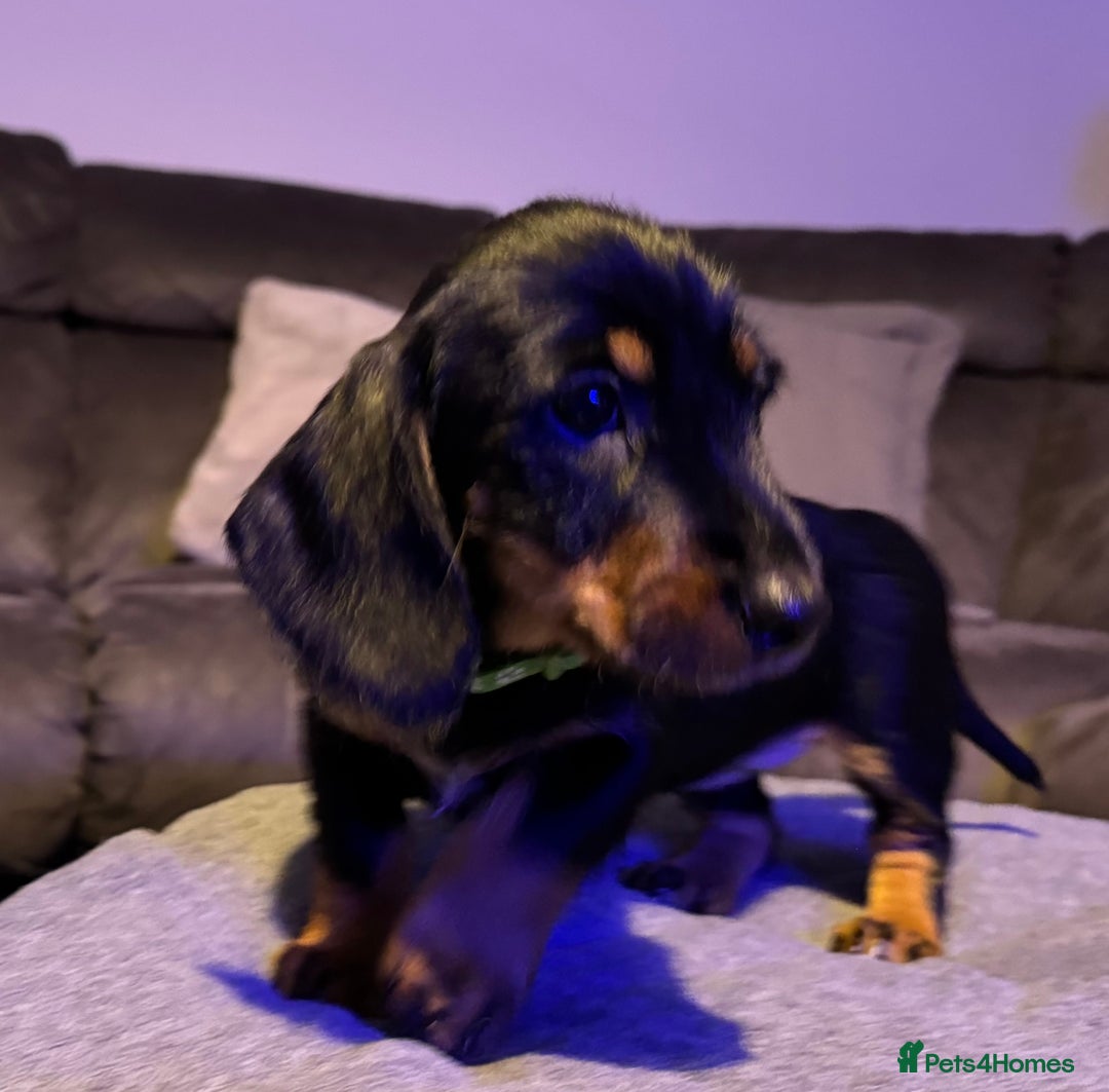Dachshund dogs for sale: Gorgeous Standard wire haired & smooth Dachshunds - Advert 25