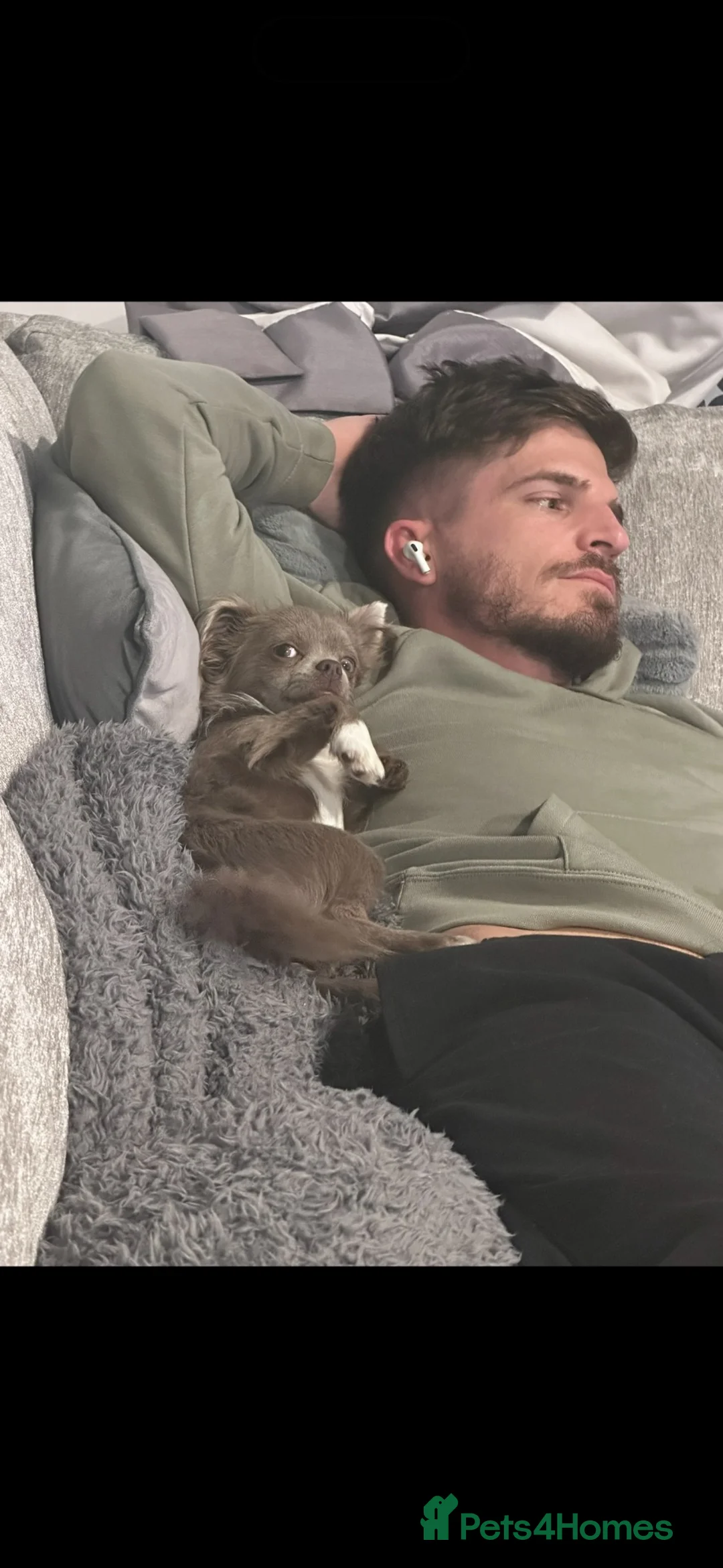 Chihuahua dogs for stud: 🐾 Nico – Handsome Lilac & White Chihuahua Stud 🐾 - Advert 4