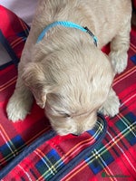 Cockapoo dogs - Advert 4