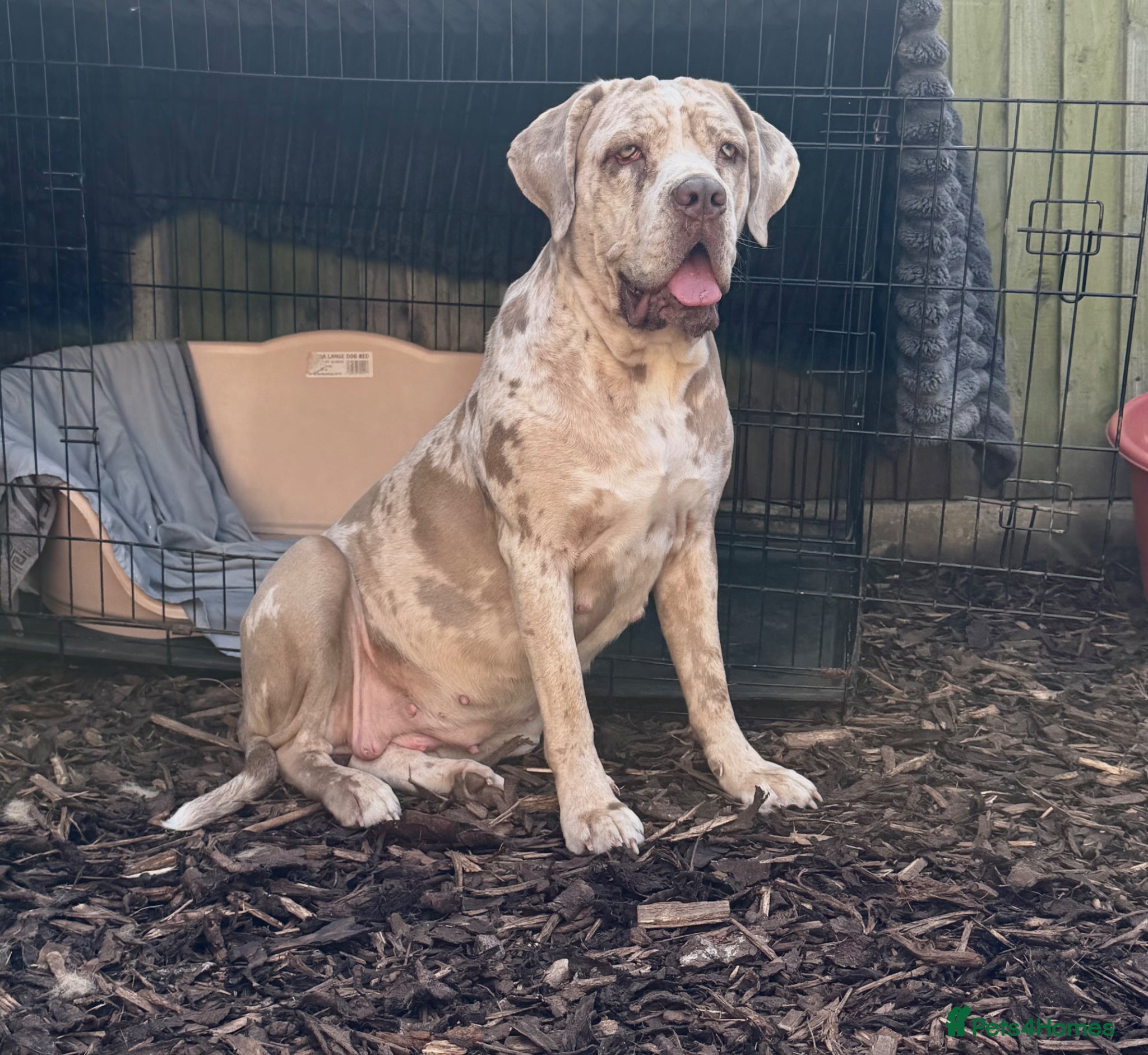 Cane Corso dogs ✨Amazing Merle cane corso x Bandog puppies ✨ - Advert 3