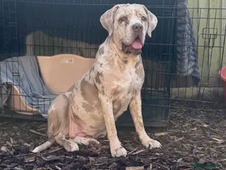 Cane Corso dogs ✨Amazing Merle cane corso x Bandog puppies ✨ - Advert 3