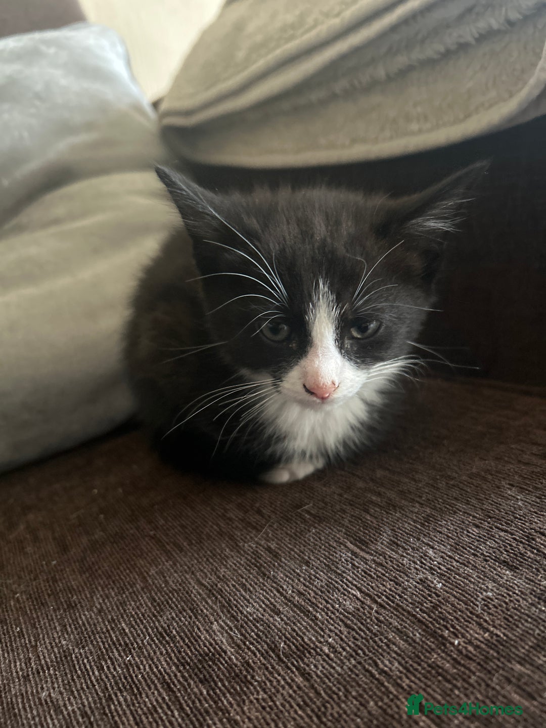 British Shorthair cats for sale: Black female kitten  - Image 4