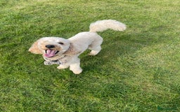 Miniature Poodle dogs for stud: KC Registered Apricot Miniature Poodle in Dronfield - Image 9