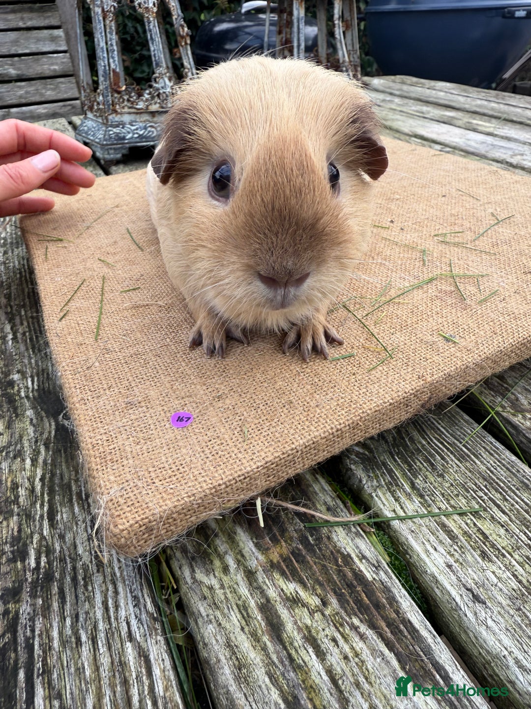 Guinea Pig rodents for sale: Pure bred California & Swiss guineapigs  - Advert 13