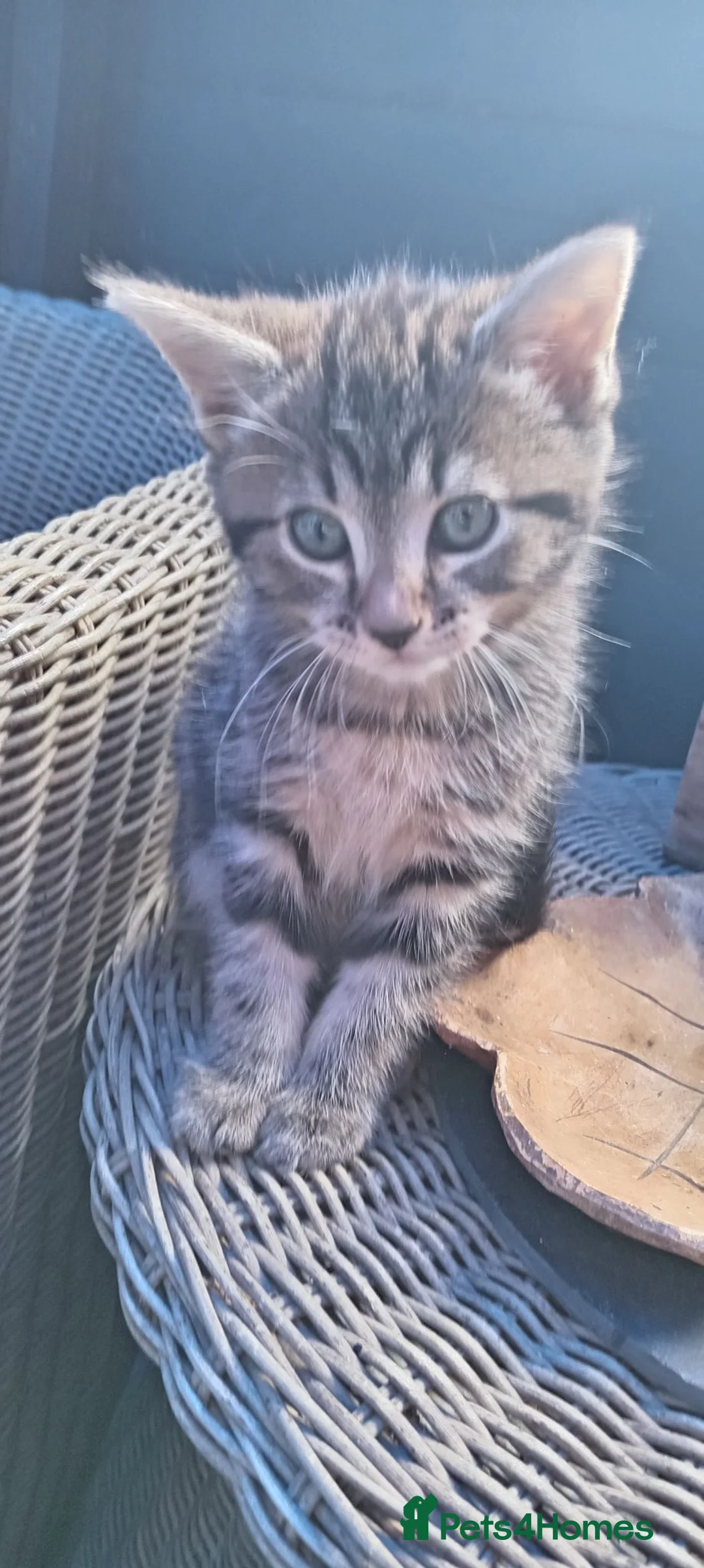 British Shorthair cats for sale: Female tabby cat in Newport - Advert 1