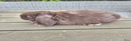 Mini Lop rabbits for sale: Chocolate mini lop buck - Advert 2