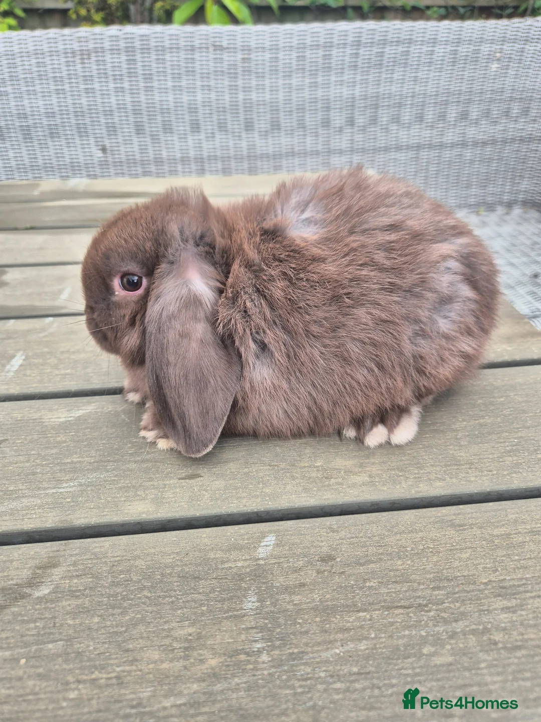 Mini Lop rabbits for sale: Chocolate mini lop buck - Advert 2