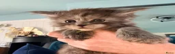 Maine Coon cats for sale: Beautiful high smoked and smoked kittens for sale  - Advert 31