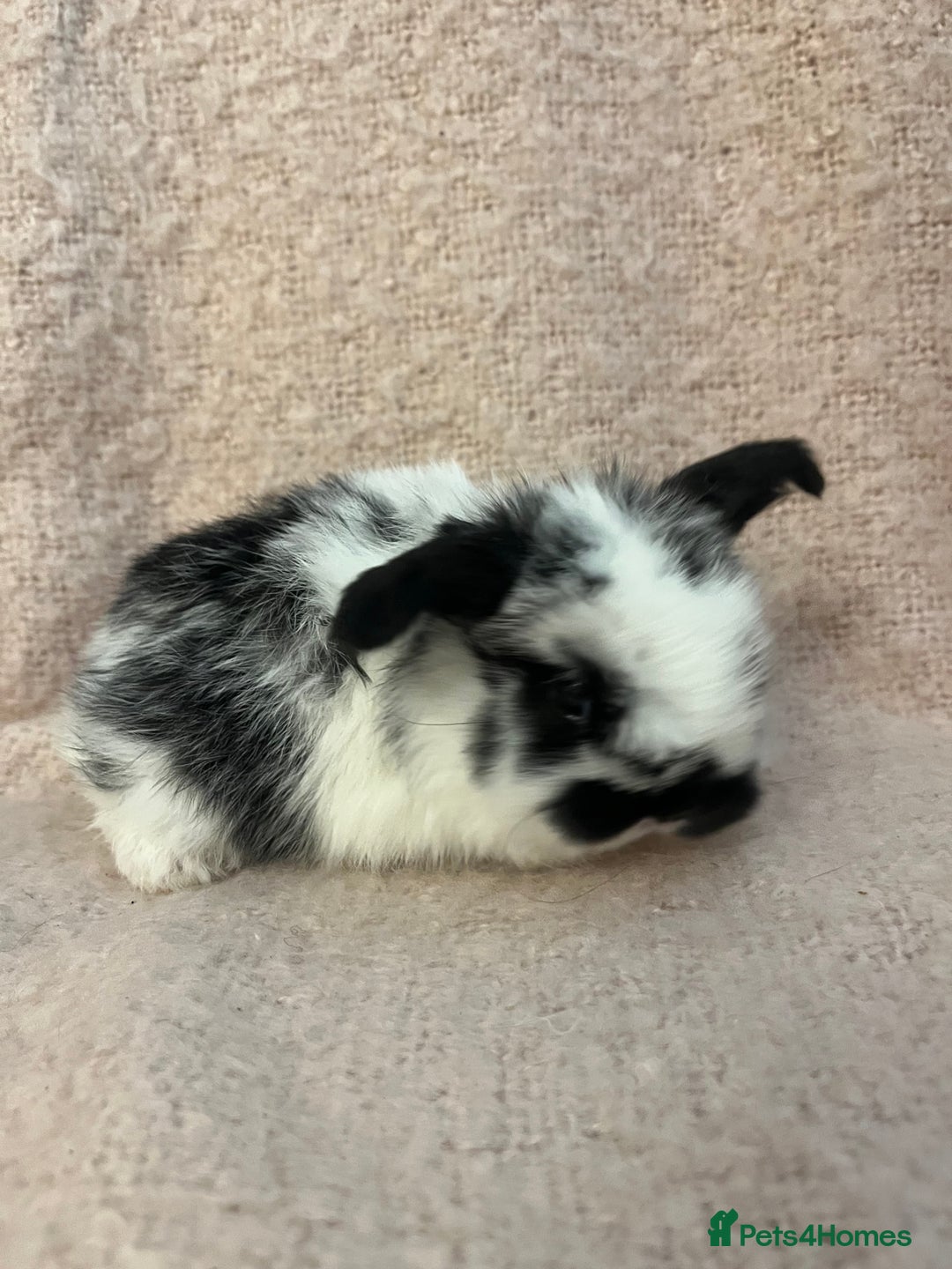 Mini Lop rabbits for sale: Gorgeous mini lops  - Advert 7