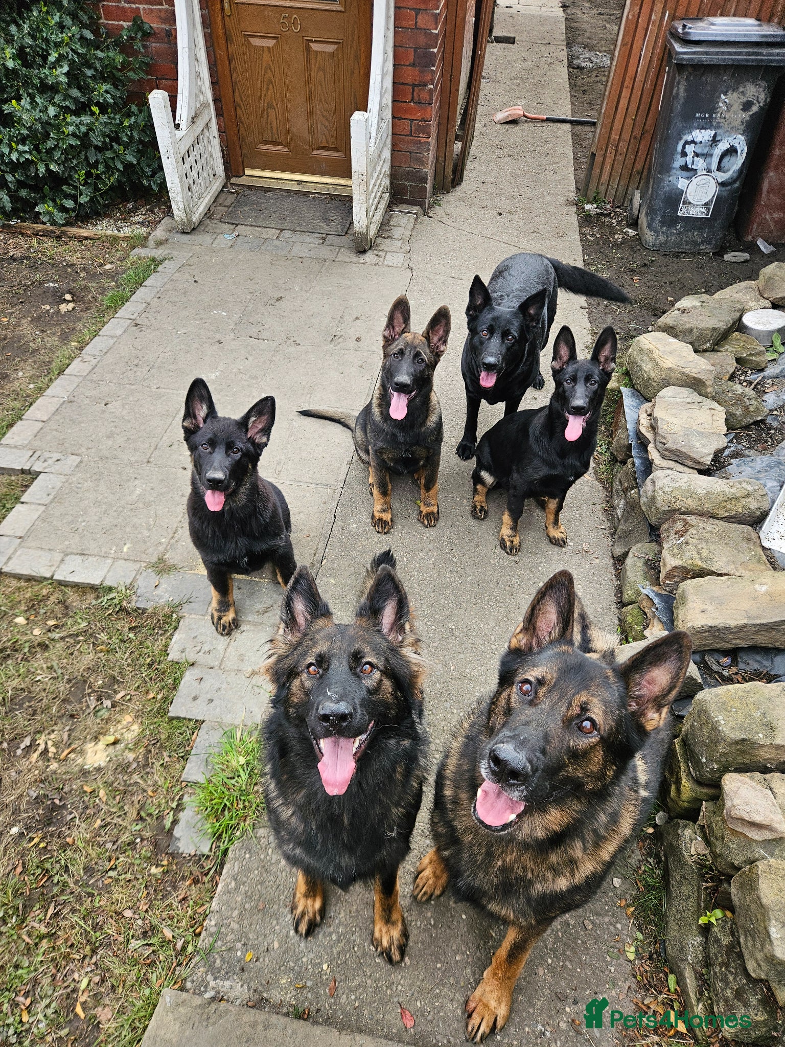 German Shepherd dogs Kc reg working line German shepherd pups - Advert 2