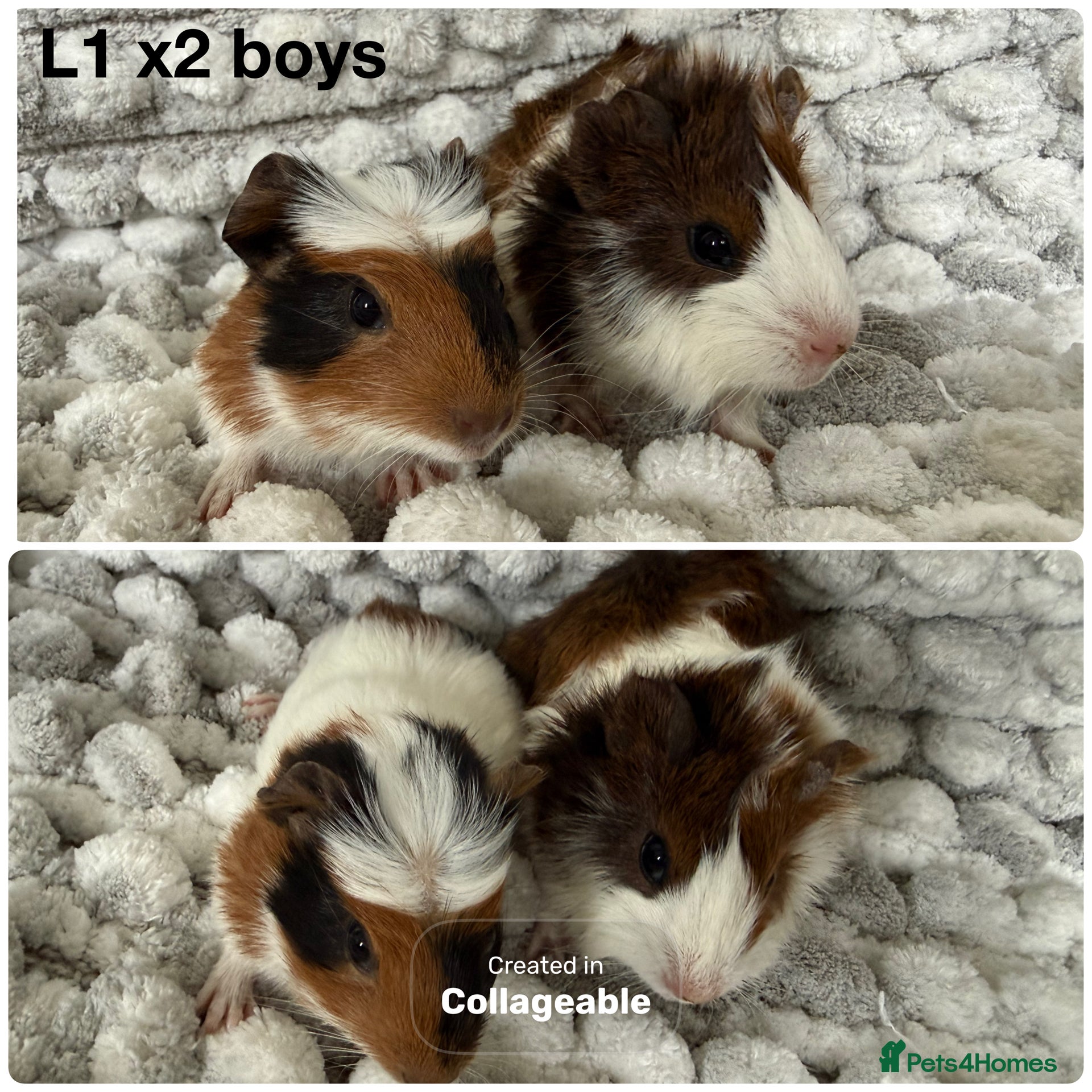 Guinea Pig rodents Guinea pig baby’s and adults  - Advert 10