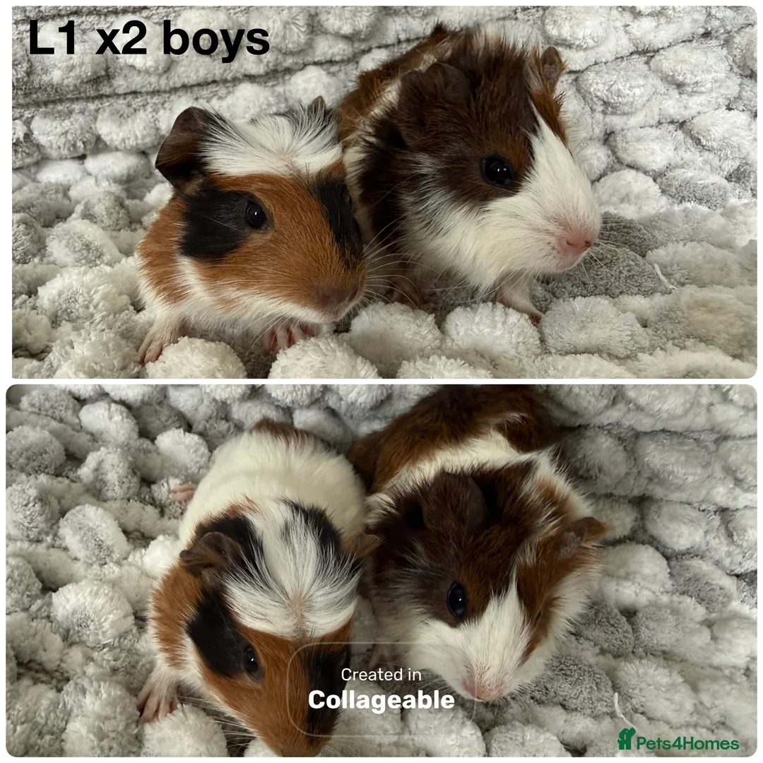 Guinea Pig rodents for sale: Guinea pig baby’s and adults  in Ripley - Advert 1