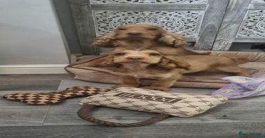 Cocker Spaniel dogs - Advert 3