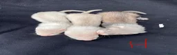 Ferret rodents for sale: Polecat x silver half angora ferrets - Advert 3