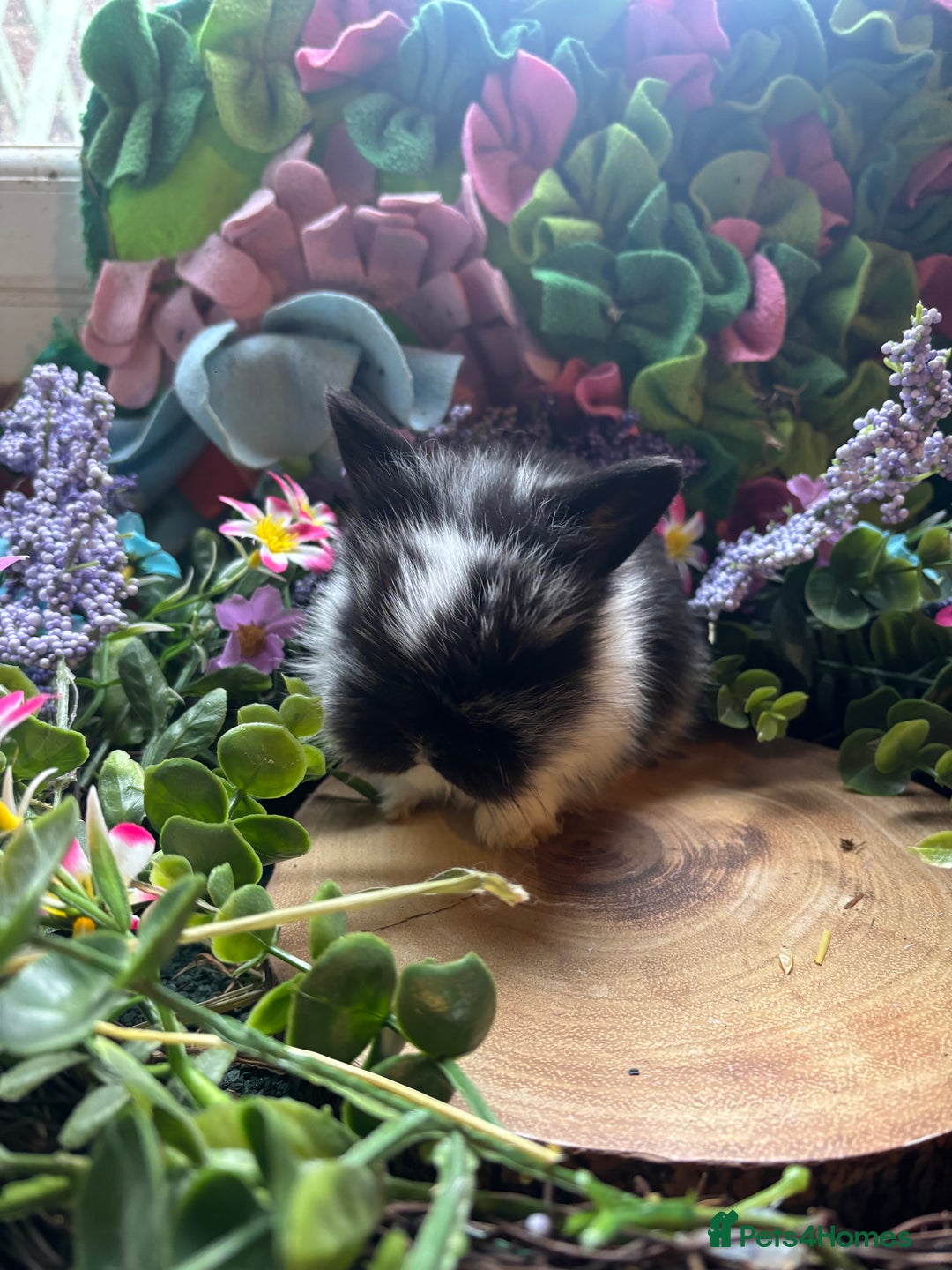 Mini Lion Lop rabbits for sale: Mini lion lops  - Advert 7