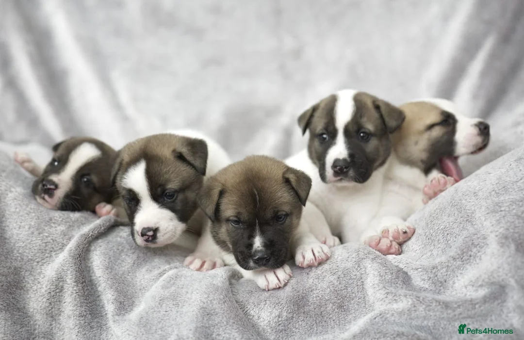 Mixed Breed dogs for sale: F1 American Bulldog x American Akita Puppies in London - Advert 1