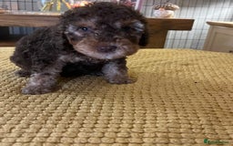 Cockapoo dogs for sale: Cockapoo puppies  - Image 29