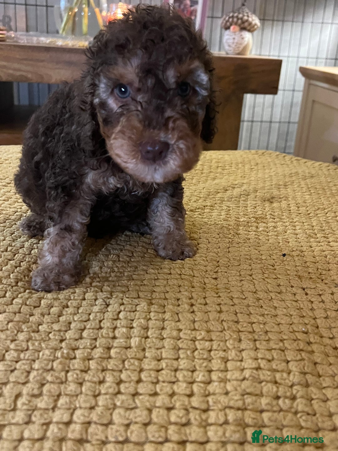 Cockapoo dogs for sale: Cockapoo puppies  - Image 29