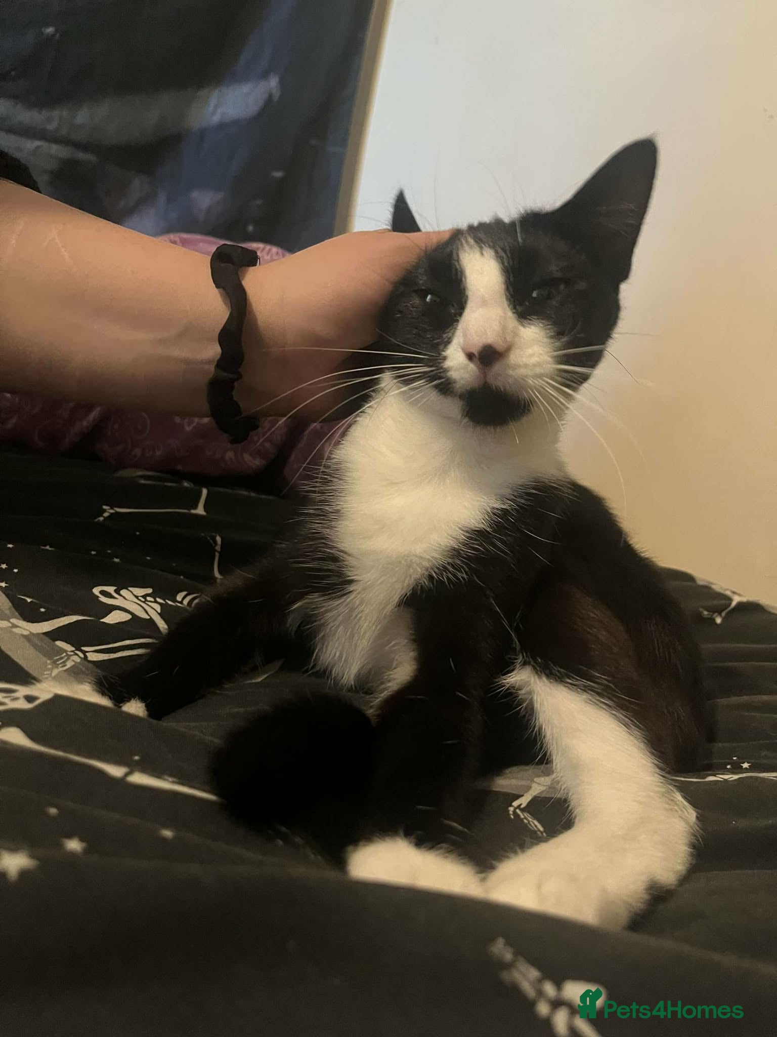 Mixed Breed cats Loving girl looking for forever home - Advert 1