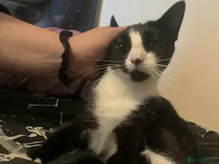 Mixed Breed cats Loving girl looking for forever home - Advert 1