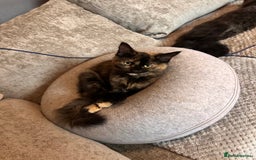 Ragdoll cats for sale: Calico Ragdolls - Image 11