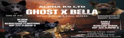 German Shepherd dogs for sale: "Ghost X Bella" Exceptional lines - Advert 1