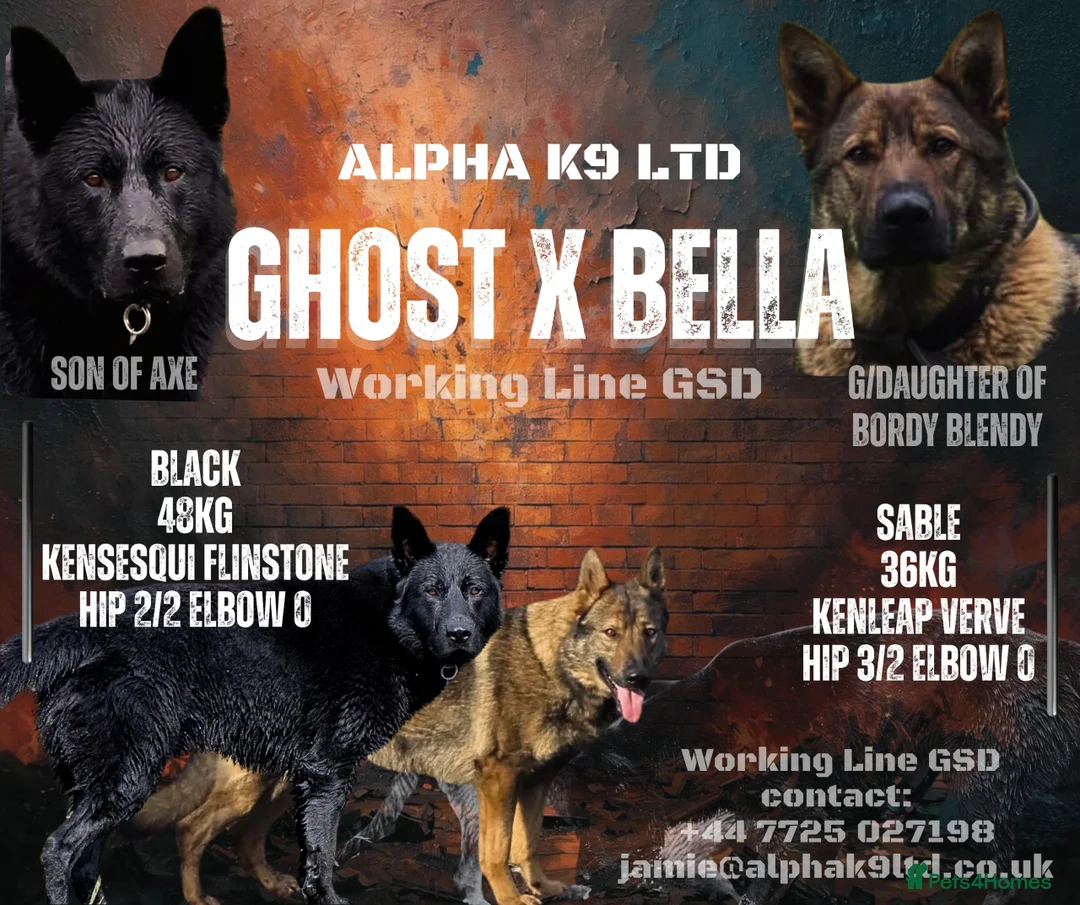 German Shepherd dogs for sale: "Ghost X Bella" Exceptional lines - Advert 1