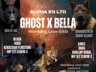 German Shepherd dogs for sale: "Ghost X Bella" Exceptional lines - Advert 1