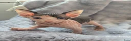 Sphynx cats for sale: Spectacular Sphynx kittens TICA & GCCF  DBE - Advert 9