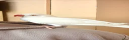 Ringnecks birds for sale: Beautiful Ringneck  in Huddersfield - Advert 4