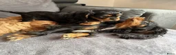 Cavalier King Charles Spaniel dogs for sale: STUNNING HEALTH CHECKED DNA TESTED PUPPIES  - Advert 3