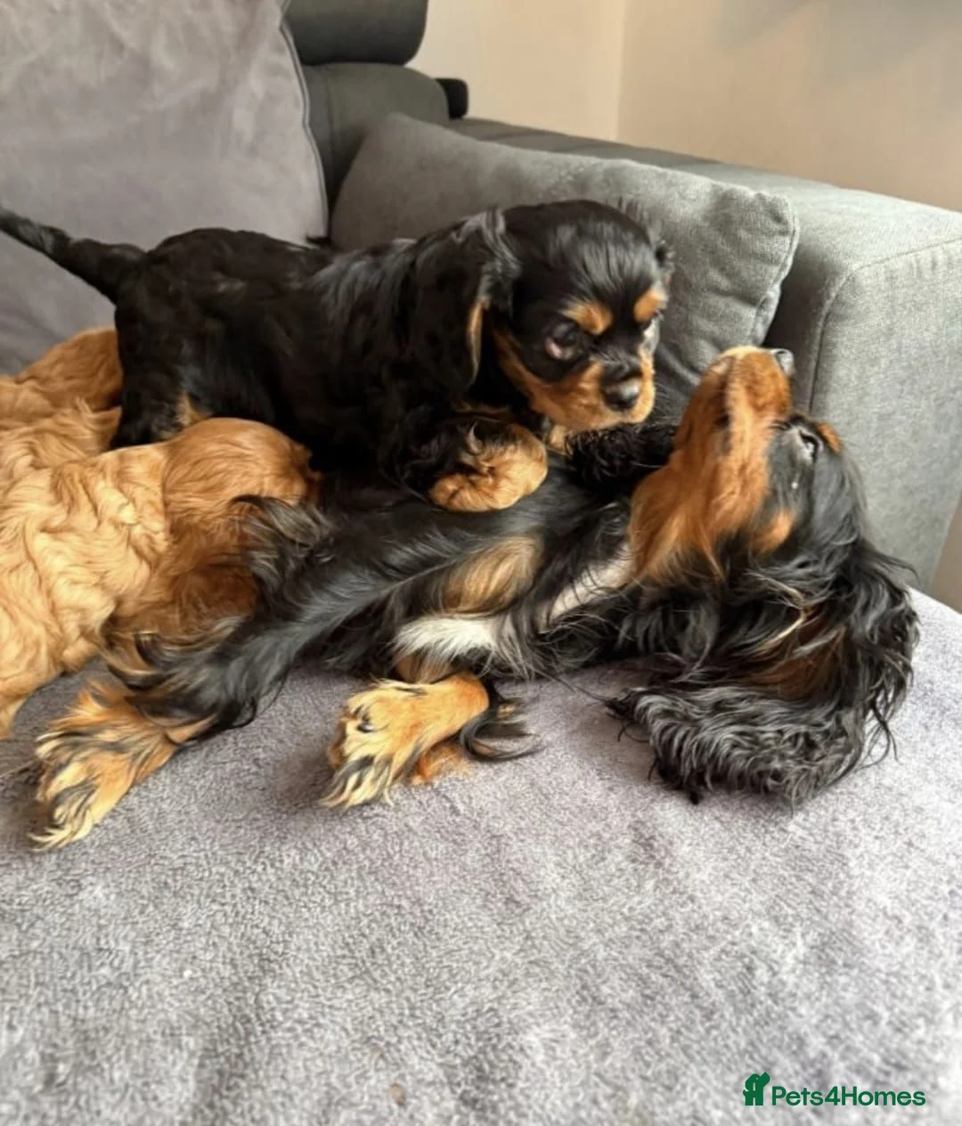 Cavalier King Charles Spaniel dogs for sale: STUNNING HEALTH CHECKED DNA TESTED PUPPIES  - Advert 3