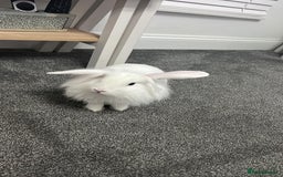 Mini Lion Lop rabbits for sale: Two bonded male bunnies  - Image 2