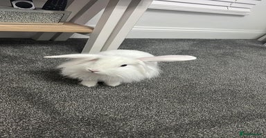 Mini Lion Lop rabbits - Advert 9