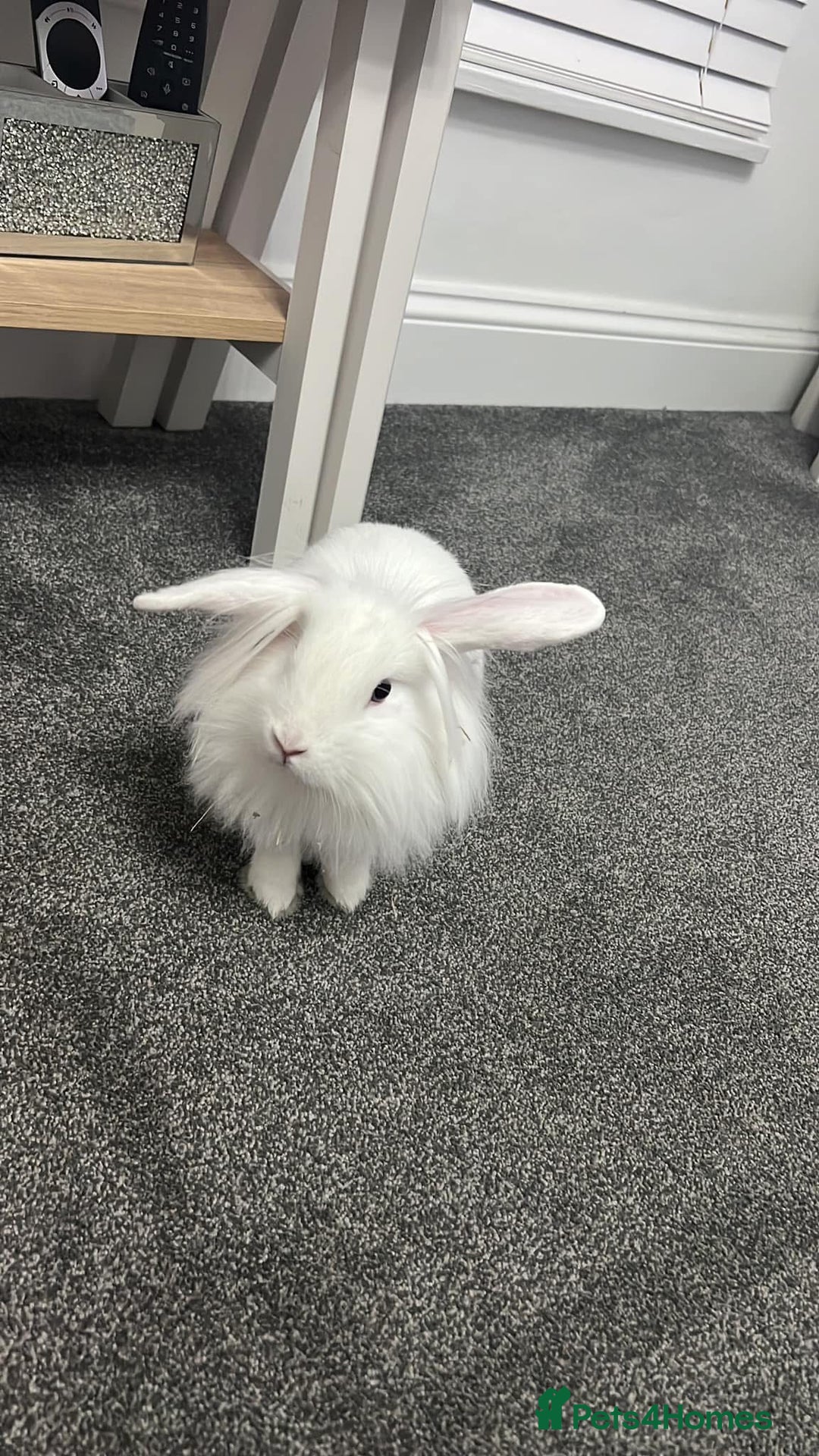 Mini Lion Lop rabbits for sale: Two bonded male bunnies  - Image 2