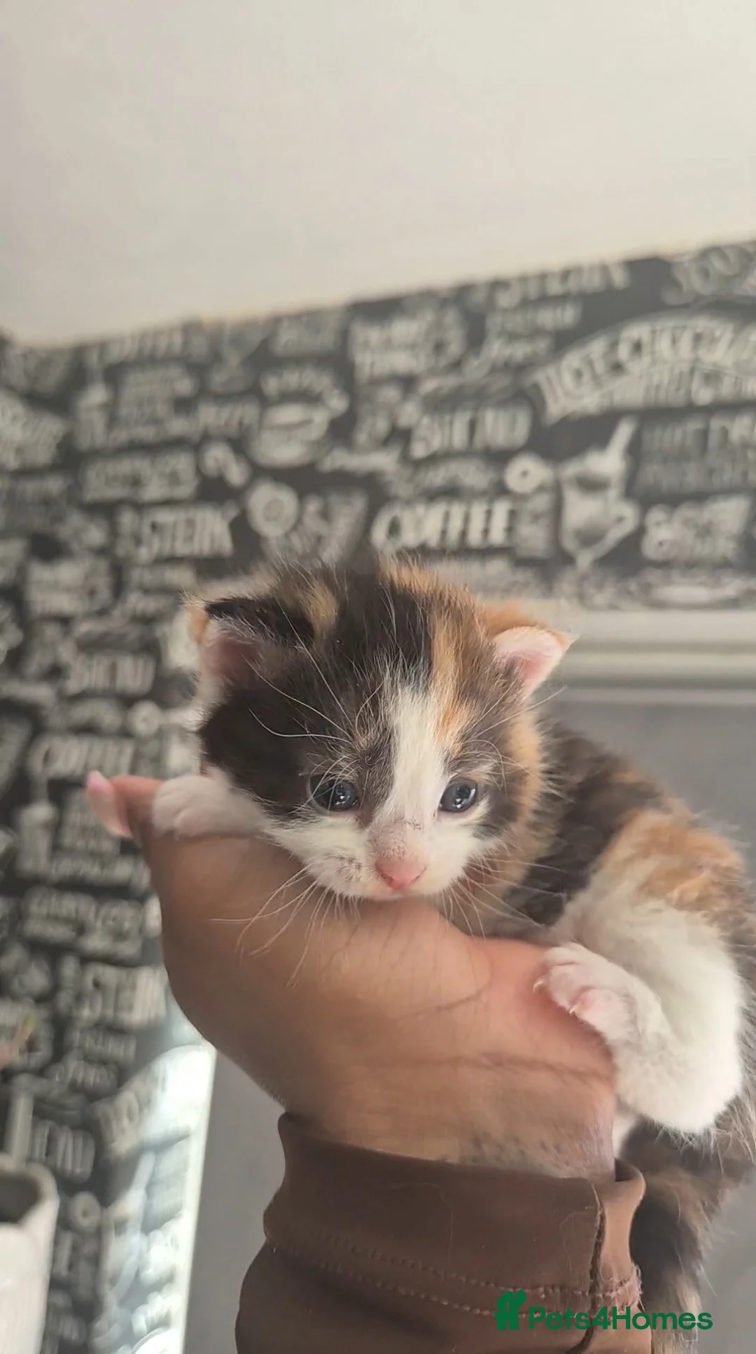 Mixed Breed cats for sale: ✨ Beautiful Kittens Looking for Loving Homes ✨ - Advert 2