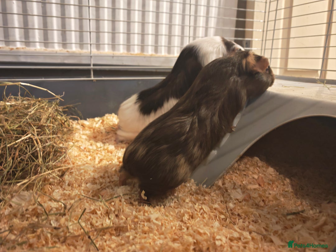 Guinea Pig rodents for sale: 2 female guinea pigs for rehoming with cage - Advert 12