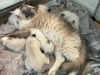 Ragdoll cats TICA registered champion line ragdoll kittens. - Advert 3